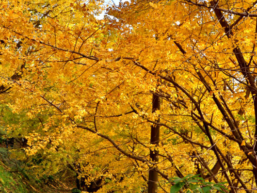 千本イチョウ園