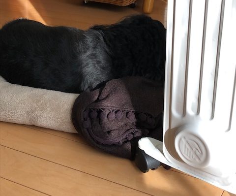 12月です。寒くなりました