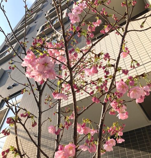 ぐんぐん成長中！（春っ🌸）