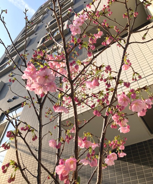 ぐんぐん成長中！（春っ🌸）