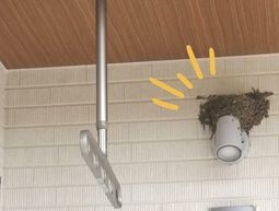 幸運の象徴と言われるものが！