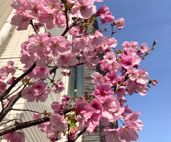 桜開花 🌸と新しいスタート