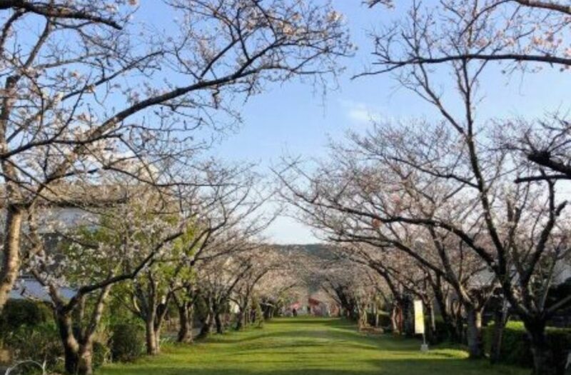 新田神社でお花見🌸
