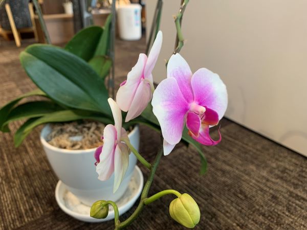 胡蝶蘭の二度咲き成功ー幸福が飛んでくるー